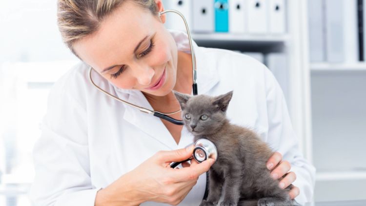 Kucing harga 2021 vaksin Ketahui Jenis