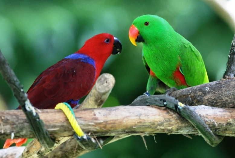 Info Ciri Fisik dan Harga Burung Nuri Tanau Terbaru Terbaru - Biaya.Info