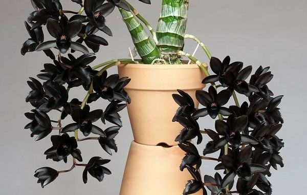 Bunga anggrek hitam papua