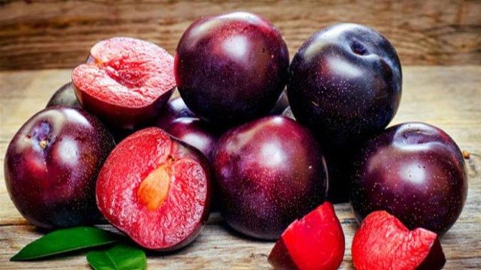 kandungan-dan-khasiat-buah-plum-untuk-kesehatan