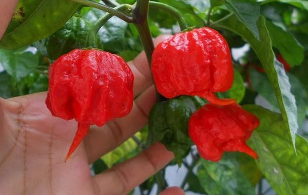 Tanaman_Cabe_Carolina_Reaper___Cabe_Terpedas__