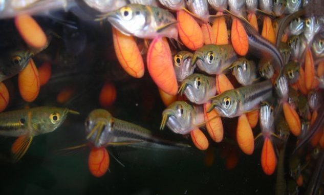 ikan-arwana-633x381